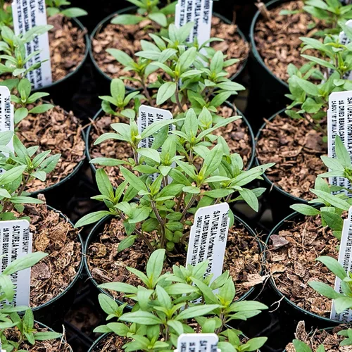 Vista 2 de Seed Needs Semillas saladas de verano para plantar hierbas, semillas de hierbas anuales sin OMG y sin tratar para plantar un jardín de cocina