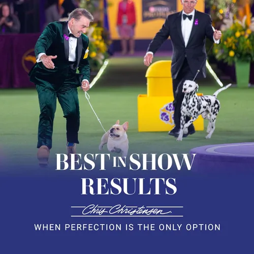 Vista 8 de Chris Christensen Slicker Brush and Ice on Ice on Ice Ultra Conditioning Spray Grooming Bundle – Cepillo universal Slicker Pins, pequeño, verde