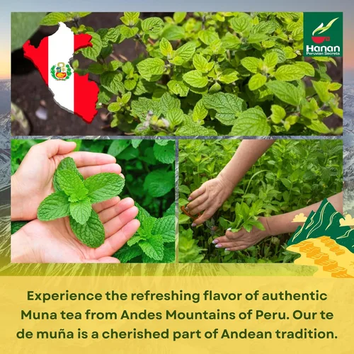 Vista 5 de Bolsas de té Hanan Muña – Té de hierbas de menta andina 100% natural de Perú, 25 bolsas de té tradicional de Muña del Perú, sin cafeína