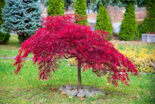 Vista 4 de 10 INABA SHIDARE Maple Weeping Red Laceleaf Japanese Acer Palmatum Dissectum Tree Seeds