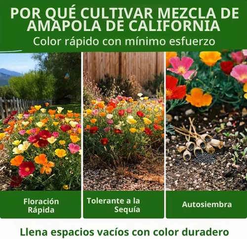 Vista 211 de HOME GROWN Golden West Poppy 6000 Semillas de flor Eschscholzia californica