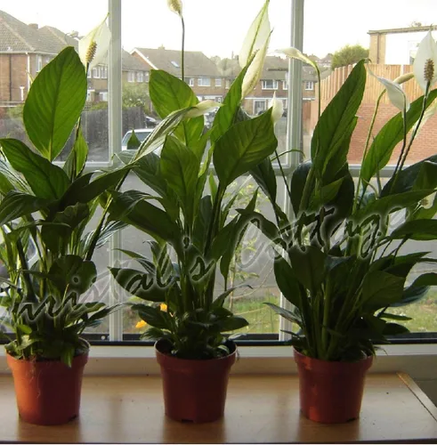 Vista 3 de 1-Planta de lirio de la paz - Spathyphyllium - Gran planta de casa - Maceta única de 6 pulgadas - de jmbamboo