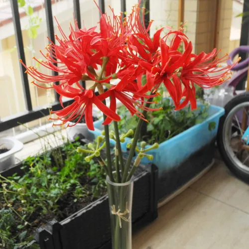 Vista 5 de Calcifer 3 tallos de lirios de araña roja, flores artificiales, bulbos de Lycoris (rojo)