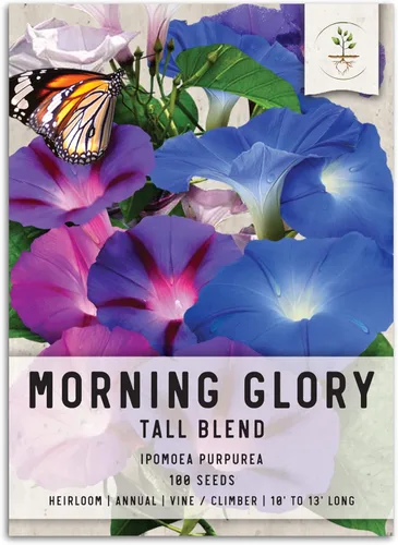 Seed Needs, Morning Glory - Semillas trepadoras de mezcla alta (Ipomoea purpurea), paquete individual de 100 semillas reliquia