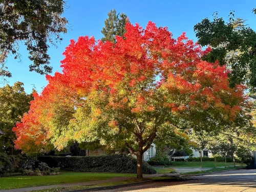 Vista 5 de 25 Chinese Pistachio Pistacia Chinensis Pistache Pistach Yellow Orange Red in Fall Mastic Tree Seeds