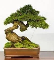 Vista 5 de Pino negro japonés - Bonsái Starter - Pinus thunbergii - Árbol de 3 años