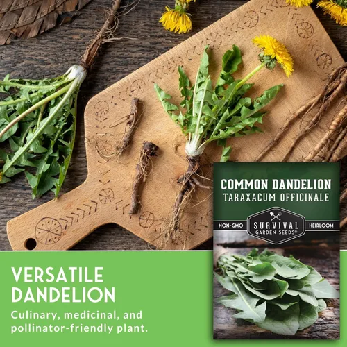 Vista 5 de Semillas comunes de diente de león para plantar – Planta y cultiva verduras nutritivas de diente de león en tu hogar jardín de hierbas o hortalizas