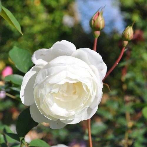 Vista 3 de Heirloom Roses David Austin Rose Bush - Planta de rosa blanca viva Desdemona para plantar al aire libre