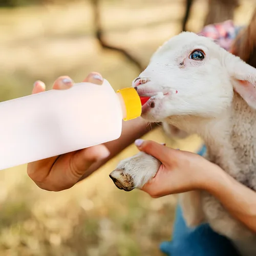 Vista 3 de Tofficu Botella de leche de cordero de 8 onzas con tetina antimordedura para cabras bebés y ganado pequeño, botella de plástico duradero