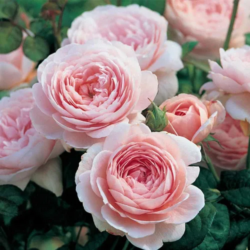 Heirloom Roses Rose Plant - Queen of Sweden® Pink Rose Bush, planta viva de David Austin para plantar al aire libre