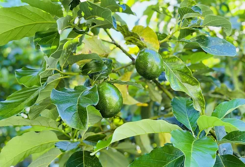 Hojas de aguacate verde fresco de 4 onzas (30 a 60 hojas) Pick Fresh By Order Sin pesticidas, sin productos químicos frescos de Florida, árbol