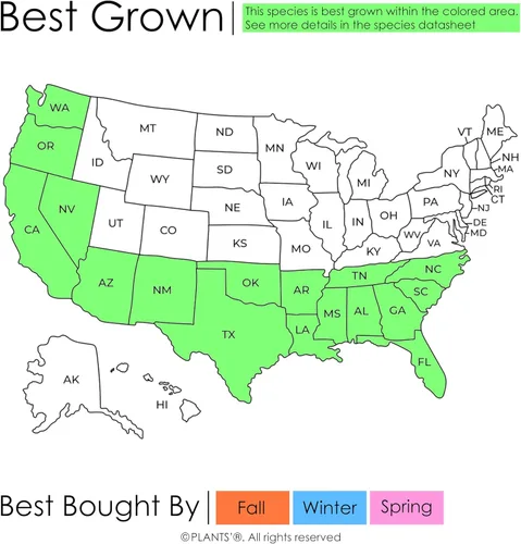Vista 2 de Southern Bald Cypress Tree Semillas Premium Taxodium distichum 'Summer' Plants'® (Semillas premium, 10)