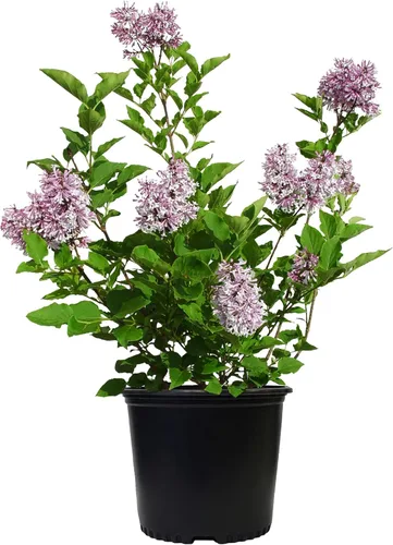 Vista 4 de Syringa X hya. 'Maiden's Blush' (Lilac) Arbusto, flores de color rosa claro, #3 - Contenedor