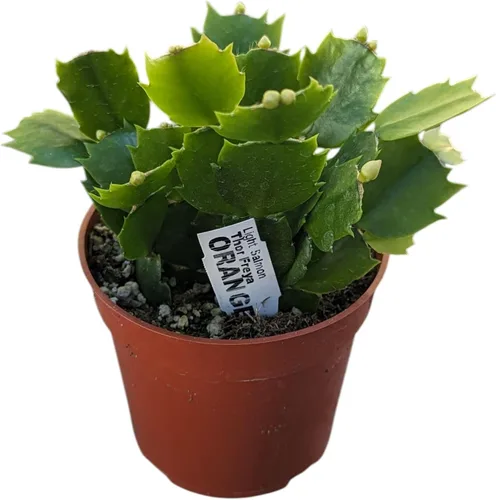 Planta de cactus de Navidad viva en maceta de 4 pulgadas, suculenta festiva, planta de interior que florece en naranja