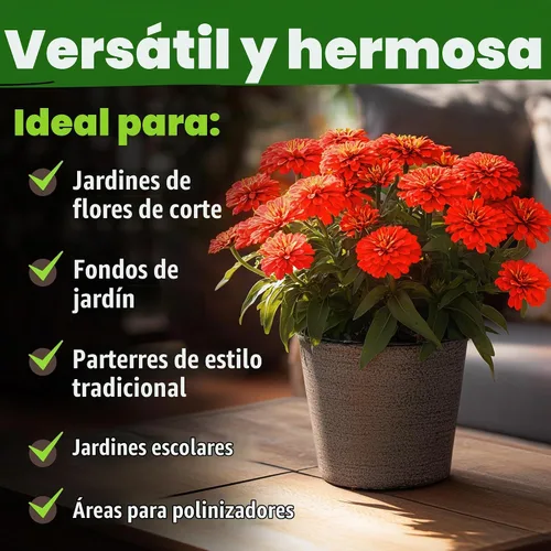 Vista 135 de HOME GROWN Golden West Poppy 6000 Semillas de flor Eschscholzia californica