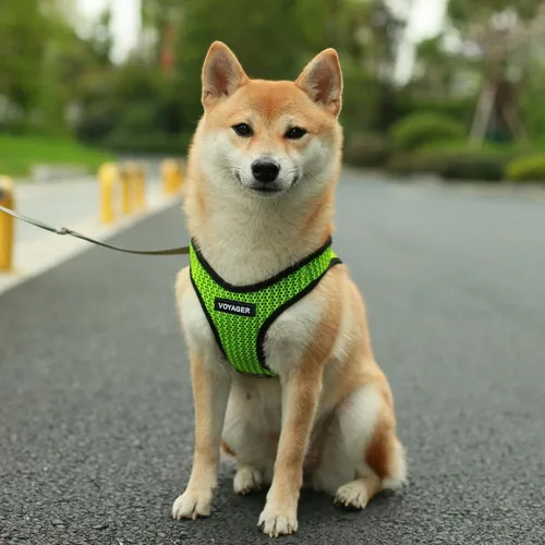 Vista 7 de Best Pet Supplies - Arnés de malla para todo tipo de clima, reflectante, antitirones, para perro y gato pequeño y mediano, con cierre de velcro