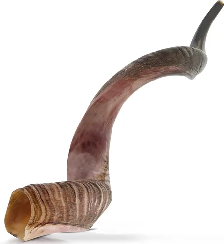 YOMTOV-SHALOM | Kudu Shofar | Shofar en venta | Kosher de Israel | 15-19 pulgadas