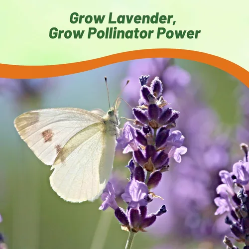 Vista 5 de Semillas de lavanda inglesa Outsidepride - 5000 piezas de hierbas perennes