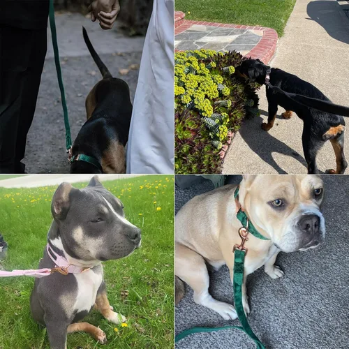 Vista 4 de ARING PET Correa para perro, correas de terciopelo para perro, collares a juego, hecha a mano, resistente correa de terciopelo negro para perros