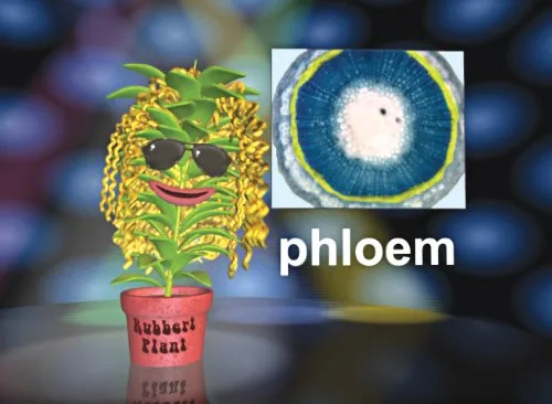 Vista 4 de Vida ciencia DVD