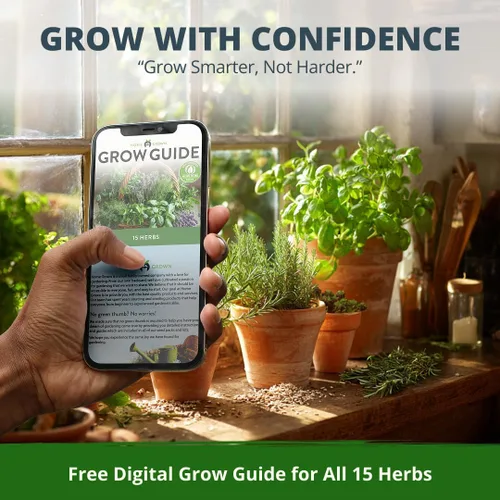 Vista 9 de Bóveda de 15 semillas de hierbas culinarias – Más de 4500 semillas criollas sin transgénicos para plantar – Jardín de hierbas para interiores