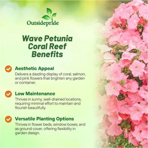 Vista 3 de Outsidepride Coral Reef Easy Wave - Semillas de petunia – 15 unidades. Semillas de flores anuales, compactas y extendidas para plantar flores