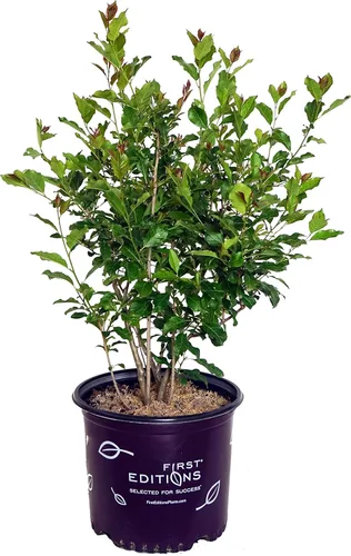 Vista 17 de Ganadores probados - Ilex verticillata Berry Heavy Gold (Winterberry) Arbusto, bayas de oro, 3 - Contenedor