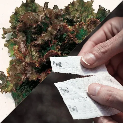 Vista 5 de Park Seed Sembrar Effortless Collection Cinta de semillas – col rizada mágica negra, 15 pies – fácil de plantar tú mismo, col rizada gourmet de Kale