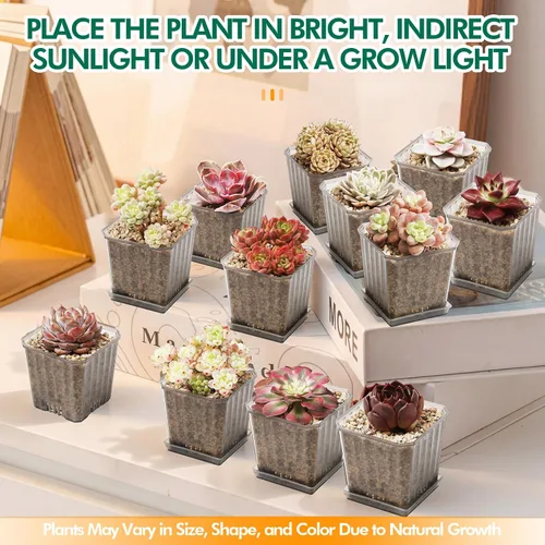 Vista 9 de Echeveria Minima - Suculenta viva abigarrada con roseta abigarrada única, hermosa planta de interior para decoración y regalos, planta