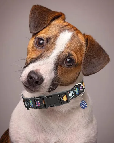 Vista 4 de Solmoony Lindo collar de perro para perros pequeños, medianos y grandes, collar de perro pequeño para hembras y machos, collares de perros niños