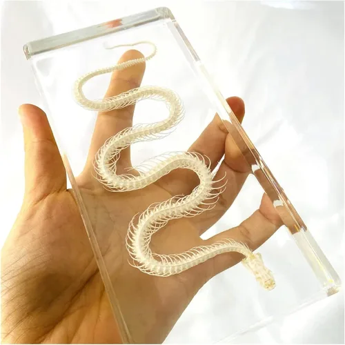 Vista 2 de Espécimen de animal de esqueleto de serpiente real, pisapapeles de ciencia en bloque acrílico para educación científica, 6.3 x 3.1 x 0.8 in