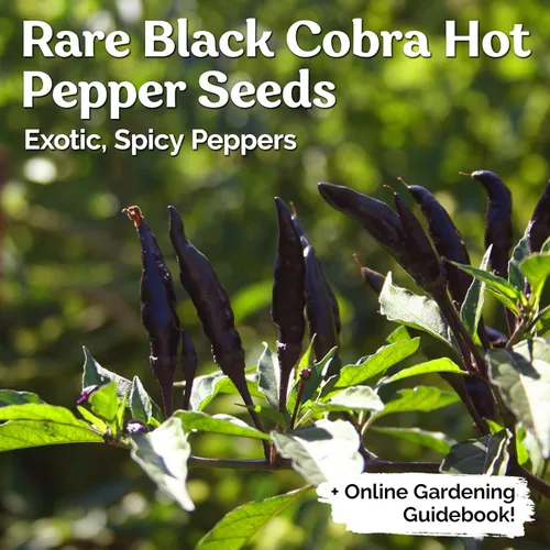 Vista 2 de KVITER 30 semillas de pimiento picante de chile cobra negro (Capsicum Annuum) – Semillas de herencia de pimiento de cabras, semillas de jardín