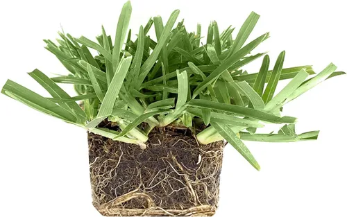 St. Augustine 'Floratam' - Tapones de césped de 3 pulgadas, 3 tapones vivos extra grandes, césped tolerante a la sequía, la sal y la sombra