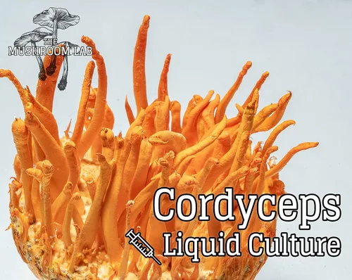 Vista 5 de Cultivo Líquido de Setas - Cordyceps (Cordyceps militaris)