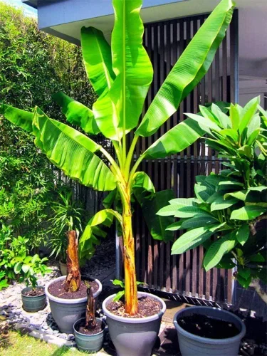 Vista 2 de Semillas Ornamentales Plátano Árbol Flores Perennes Planta