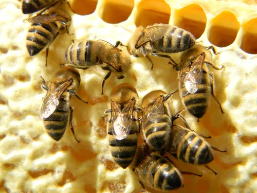 Vista 6 de Fresh Organic Bee Bread, Naturally Fermented Pollen, Perga, 1 Pound, 460g., 2021 Harvest