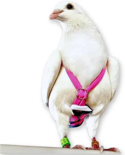 Vista 7 de FLYPER Mini pañal ajustable para pájaros, reutilizable, lavable, ajuste cómodo para loros, cacatúas y otros pájaros pequeños, accesorios de aviar