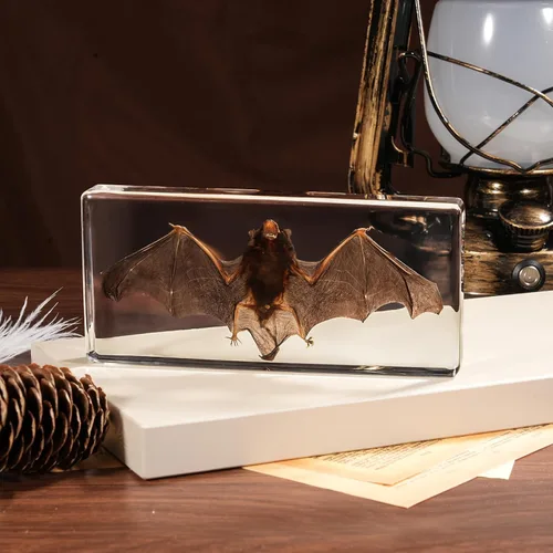 Murciélago de taxidermia, especímenes de murciélago reales, animales de resina de alta calidad para la educación en el aula de ciencias, decoración