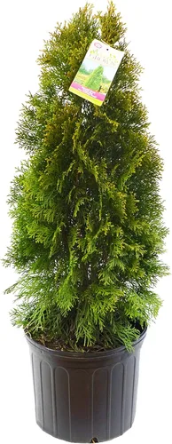 Vista 6 de Planta viva de Green Promise Farms - Thuja occidentalis, Fire Chief Globe Arborvitae #2 Contenedor de tamaño de galón Evergreen