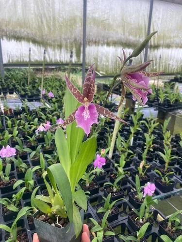Orchid Miltassia C.M. Fitch 'Izumi' planta viva de Hawaii | Viene en una maceta de 4 pulgadas