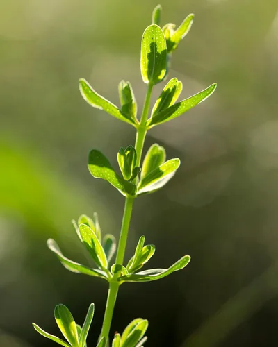 Vista 8 de Herb Pharm Extracto líquido de hierba de San Juan para un estado de ánimo positivo y equilibrio emocional, alcohol de caña, 4 onzas