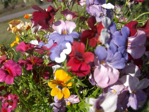 Vista 2 de Nemesia Carnival Mix Flores anuales ornamentales de interior para plantar