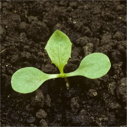 Vista 5 de Seed Needs Semillas de diente de león para plantar Taraxacum officinale - Herencia sin OMG y hierbas perennes no tratadas - Cultiva verduras