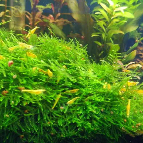 Vista 3 de Mainam 3 Diferentes Alternanthera Lilacina Anubias Nana Java Moss Plantas Tropicales de Agua Dulce Vivas para Acuario Decoraciones 3 Días
