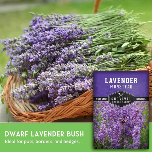 Vista 4 de Munstead - Semillas de lavanda inglesa para plantar, hierba compacta