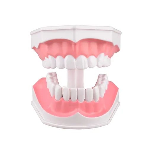 Vista 2 de Ultrassist Modelo de 2 dientes dentales agrandados con dientes numerados extraíbles, modelo de dientes para usar hilo dental y cepillado, dientes