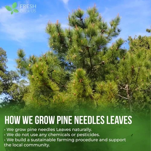 Vista 673 de FreshDrinkUS, 135 bolsas de té de jengibre y cúrcuma premium, ingredientes 100% naturales, mezcla hecha a mano de té de hierbas de cúrcuma