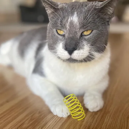 Vista 10 de Juguete para gato Ethical Pet, plástico colorido y resistente, 10 unidades por paquete, ancho
