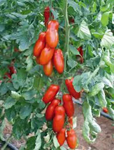 TOMATE, SAN MARZANO, HEIRLOOM, 100 SEMILLAS, SEMILLAS DE TOMATE, TOMATE CLÁSICO