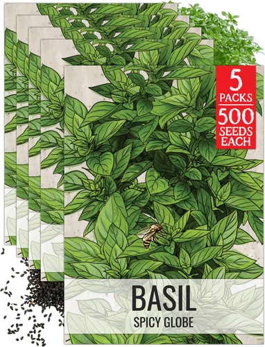 Vista 39 de Seed Needs Sweet Genovese - Semillas de albahaca para plantar, semillas de hierbas culinarias sin OMG y sin tratar para plantar un jardín de cocina